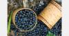Consumer demand reshapes blueberry breeding