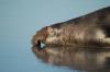 First mammalian case of bird flu in the Falklands, as dead elephant seal tests positive