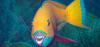 Scientists Claim ‘Parrotfish’ Create 70% Of The Sand On These Tropical Coasts