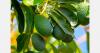 U.S. approves Guatemalan Hass avocado imports with safety measures