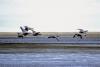 Army Corps clears the way for Alaska road through wildlife refuge