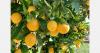 Egypt exports 237,000 tons of food, led by 60,000 tons of citrus