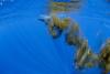 Scientists Are Crafting Fake Whale Poop and Dumping It in the Ocean