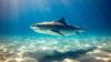 Social Media Influencers’ Bad Behavior With Marine Wildlife Is Risky for Animals, Too (Commentary)