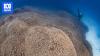 Scientists discover 'astonishingly large' coral thought to be biggest in the world