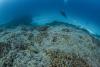 ‘It is extraordinary’: Scientists find world’s largest coral grown over three centuries