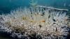 World's largest coral discovered by scientists in Pacific Ocean