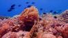 Scientists discover world's largest coral