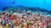 World's largest coral found near Solomon Islands: Scientists