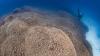 Scientists discover the world’s largest coral — so big it can be seen from space