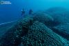 Scientists Discover World’s Largest Coral in the Solomon Islands