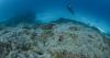 world 'It's extraordinary': Scientists discover world's largest coral grown over 3 centuries