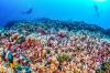 Scientists discover world's largest coral near Solomon Islands