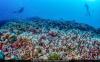 Scientists Stunned By Enormous Coral Discovery In Solomon Islands