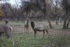 Tajikistan joins International Union for Conservation of Nature