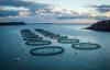Judge allows Conservation Law Foundation case against Cooke’s Maine-based operations to move forward