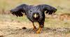 The astonishing sagacity and intelligence of Falklands Caracaras revealed in an IFLScience report