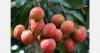 China’s Guangzhou gene bank preserves nearly 800 lychee varieties