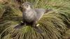 Falklands South American Fur Seal Research Project
