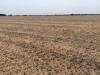 Harvest weather could determine final outcome for 2026 Ohio crops