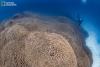 Scientists Discover the World’s Largest Coral
