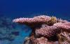 Coral adaptation unlikely to keep up with global warming