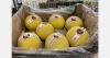 "Decreasing supply and the upcoming holidays appear to be shifting the melon market dynamics"