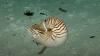 Ocean Scientists Erupt With Joy Over Nautilus In The Deep