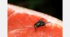 Dominican Republic eradicates Mediterranean fruit fly with sterile insect technique
