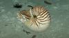 Scientists film footage of extremely ancient deep sea creatures