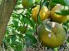 Florida budget talks remain unsettled on Everglades & citrus