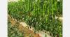 Summer pepper cycle in Morocco kicks off amid crop conversion wave