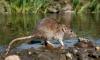 Leptospirosis in Panama: 63 Cases and One Death in 2024 and How to Protect Yourself
