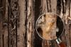 "Kamikaze" Insects With "Explosive Backpacks" Blow Themselves Up: Scientists Have Just Discovered How