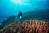 Scientists in Bali find what could be the world’s largest coral colony