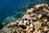 Scientists stunned after discovering coral so massive it can be seen from space: 'Pulsing with life and color'