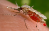 Congo's health ministry says unknown disease is severe malaria