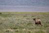 Viewpoint: Grizzly science and keys to wildlife management
