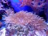 Coral adaptation unlikely to keep up with global warming