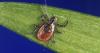 Maine researchers study long term Lyme disease symptoms and urge steps to control ticks