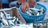 Morocco implements biological rest period to protect fisheries, hiking up sardine prices