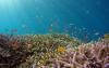 Scientists in Bali Find What Could Be the World’s Largest Coral Colony