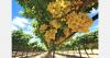 Suspension of Systems Approach for Chilean grapes halts investments