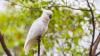 Whole-Genome Research Could Transform Cockatoo Preservation