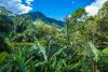 Madagascar supports more unique plant life than any other is...