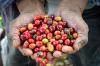 Costa Rica Coffee Braces for Lower Payments and Possible Losses