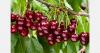 Turkmenistan to export cherries to CIS markets for the first time