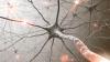 Scientists Discover How Damaged Neurons Sometimes Defy Degeneration