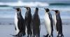 Falklands Conservation invitation on Penguin Awareness Day