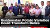 Guatemalan Potato Varieties Could Transform Belize